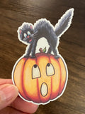 Scared Cat on Pumpkin